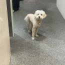 강남구청역 마사지 온테라피 아로마테라피 만족 후기