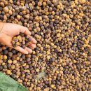 진짜 도토리로 만드는 도토리팥 시루떡 이미지