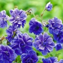 신품종 파란겹 제라늄 Geranium himalayense plenum 1주 만원에 25주 분양합니다. 이미지