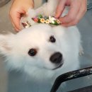 마이펫에이아이