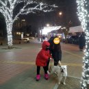 우리가축 인공수정 이미지