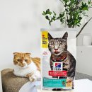 힐스펫뉴트리션코리아(유) | 고양이 사료 기호성 좋은 힐스 다이어트 사료