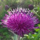 금파초등학교 이미지