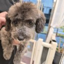 오늘DOG예쁨 | 대구 애견미용샵 배냇미용 추천 [오늘dog예쁨]