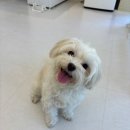 남현댕 애견미용 이미지