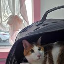 삼화4길 6-1 이미지