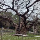 사적공영주차장 | 부산 수영사적공원 탐방 후기 500년 푸조나무·25의용단·안용복 사당까지 완전 정복