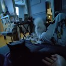 [토론토일상] 사니아여행/츄츄임보마지막주/친구들초대/주간밥상/이직준비인수인계 등