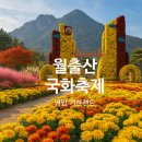 월출파크모텔 | 2025 월출산 국화축제 영암 가을꽃 여행 (무료입장 국화 명소)