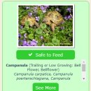 더쿠 회원이 키우는 꽃먹는 거북이.gif (데이터 주의) 이미지