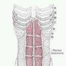 (경근학회)요통 하면 이근육 장요근.요방형근.복부근 수요반 실습 이미지