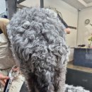 메종 드 펫 이미지