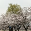 덕풍천동로 이미지