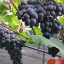 금용농장 이미지