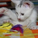 멍때리는 고양이 이미지