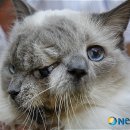 야누스PC 이미지