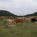 샤론목장 이미지