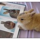 반려동물관리사 이미지