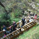 솔의향기 이미지