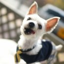 다솜켄넬 이미지