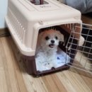 뭉치켄넬 이미지