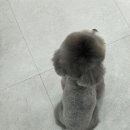 거북애견 이미지