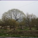 산수유축제장 이미지