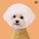 꼬소미 애견수제간식 | 청주 사창동 강아지 케이크 주문 제작, 애견 수제간식 후기