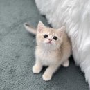 남동148 | 인천강아지분양 고민만 하다 다녀온 인천 남동구 강아지분양 후기 분위기가 생각보다 괜찮았어요