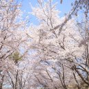 경동대학교 | 강원도 속초 벚꽃 명소 영랑호수윗길 영랑호 범바위 경동대학교