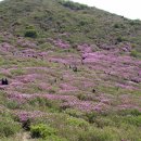 합천 황매산 산행 정보 이미지