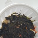 수제국돈