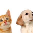 송파동물의료센터 이미지