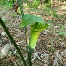 약초아카데미4강 - 관절에 좋은 약초 | 코리아헌터 독초로 만드는 비방 우담남성