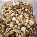 챙이날골 이미지