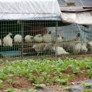 장대들길 이미지