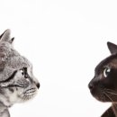 금고양이 이미지