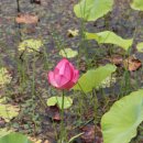 연꽃향기 이미지