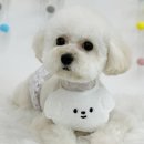 백슬동물병원 | 백슬동물병원 슬개골탈구 수술 후기
