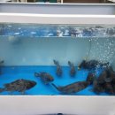 울산정자참가자미회타운 이미지