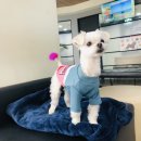 광주동물메디컬센터 이미지