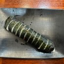 나리네김밥천국 이미지