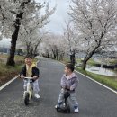 북면122 | 천안 벚꽃 명소 천안천 조용한 벚꽃길 무료 자전거 대여 꿀팁