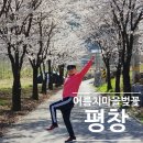 GS25진해벚꽃마을점 | 평창 벚꽃 명소 어름치마을, 숨겨진 꽃길 개화시기와 방문 후기