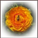 ☞♣.개구리 왕자 꽃.♣☜ 이미지