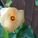 무궁화농장 이미지