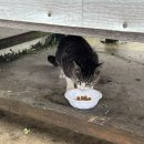 냥냥민박 이미지