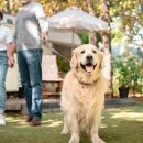 쁘띠 애견 이미지