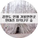 자작나무 숲, 강원도 인제 이미지