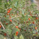 빨간 시골집 이미지